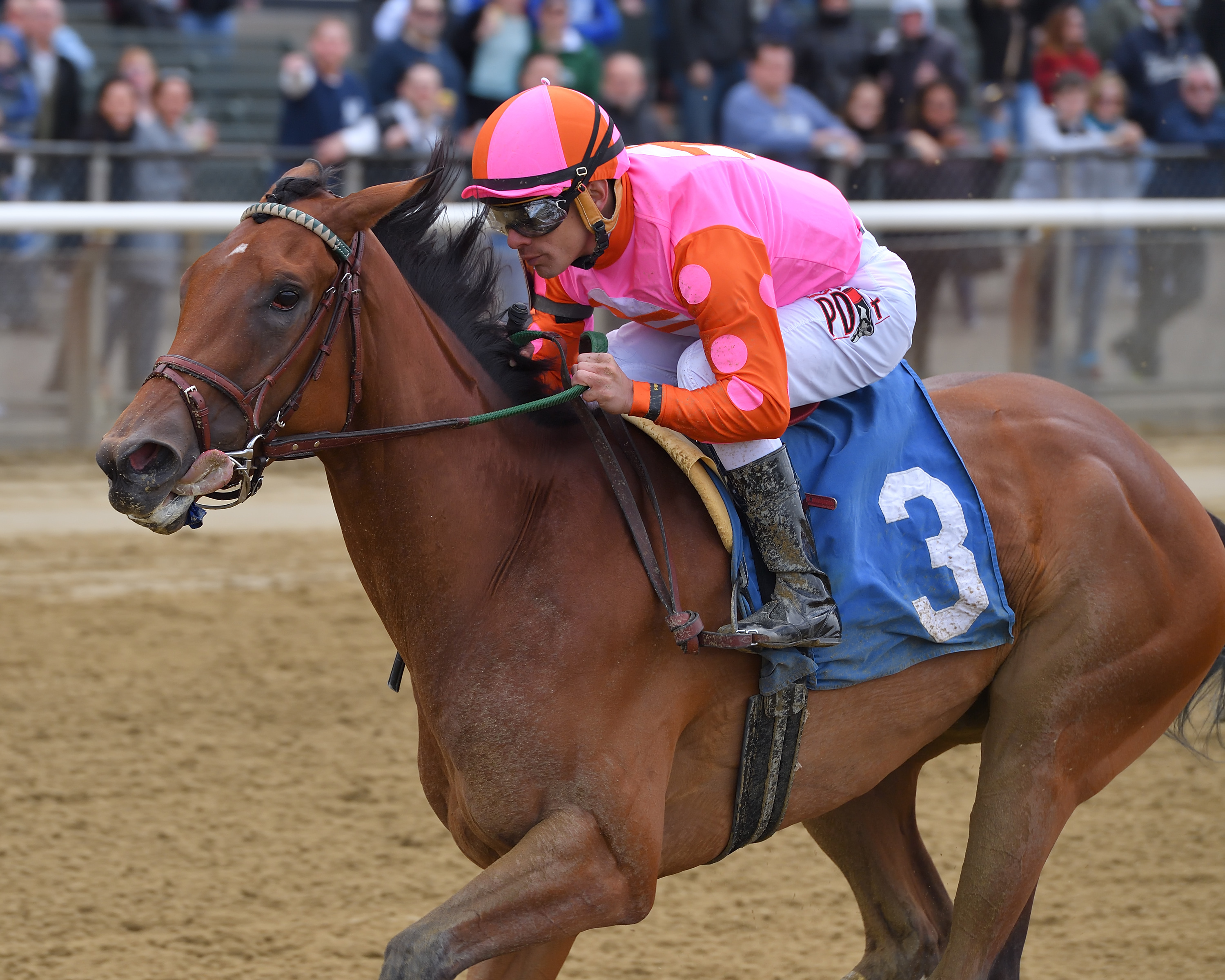 Fields coming together for Belmont Stakes Racing Festival stakes